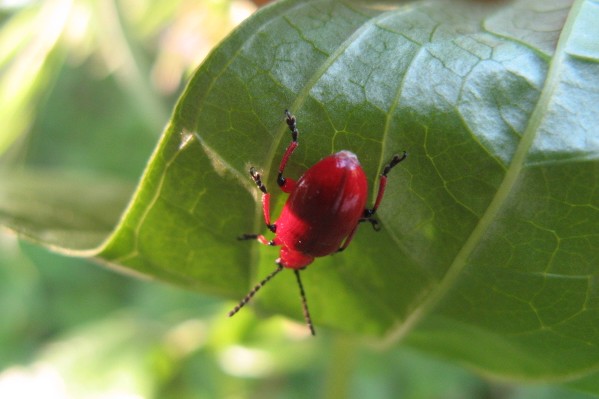 Coleotteri dei Colli Euganei 1